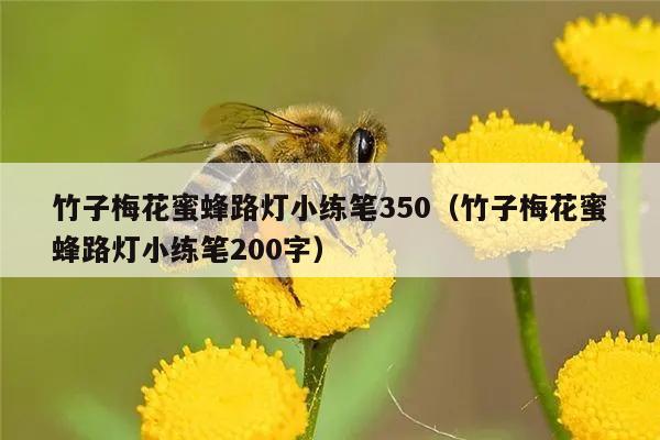 竹子梅花蜜蜂路灯小练笔350（竹子梅花蜜蜂路灯小练笔200字）