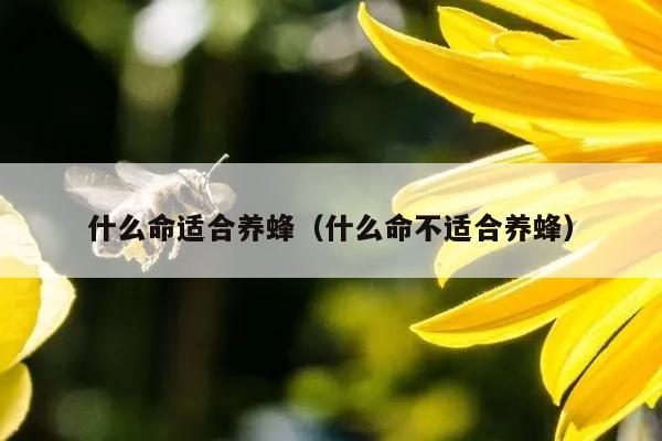 什么命适合养蜂（什么命不适合养蜂）