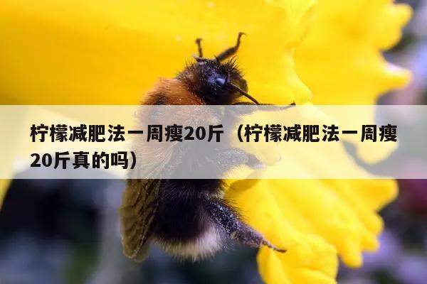 柠檬减肥法一周瘦20斤（柠檬减肥法一周瘦20斤真的吗）