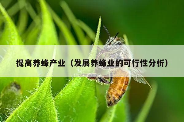 提高养蜂产业（发展养蜂业的可行性分析）