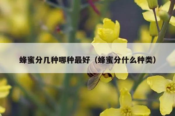 蜂蜜分几种哪种最好（蜂蜜分什么种类）