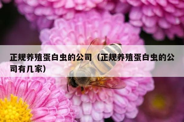 正规养殖蛋白虫的公司（正规养殖蛋白虫的公司有几家）