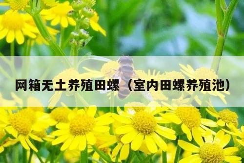 网箱无土养殖田螺（室内田螺养殖池）