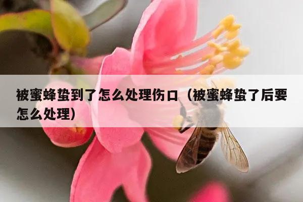 被蜜蜂蛰到了怎么处理伤口（被蜜蜂蛰了后要怎么处理）