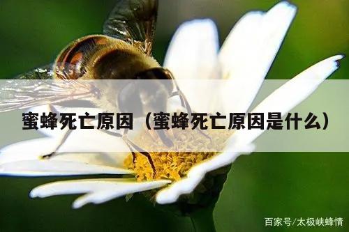 蜜蜂死亡原因（蜜蜂死亡原因是什么）