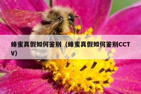 蜂蜜真假如何鉴别（蜂蜜真假如何鉴别CCTV）