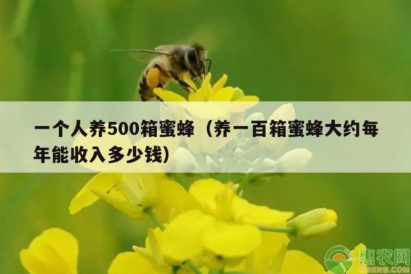 一个人养500箱蜜蜂（养一百箱蜜蜂大约每年能收入多少钱）