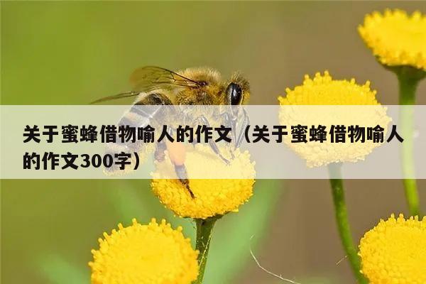 关于蜜蜂借物喻人的作文（关于蜜蜂借物喻人的作文300字）