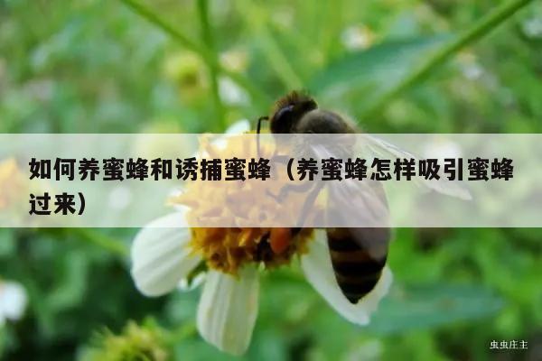 如何养蜜蜂和诱捕蜜蜂（养蜜蜂怎样吸引蜜蜂过来）