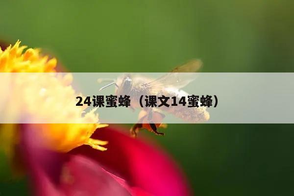 24课蜜蜂（课文14蜜蜂）