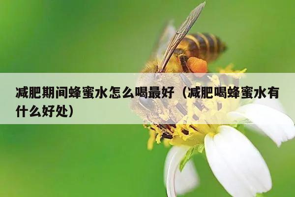 减肥期间蜂蜜水怎么喝最好（减肥喝蜂蜜水有什么好处）