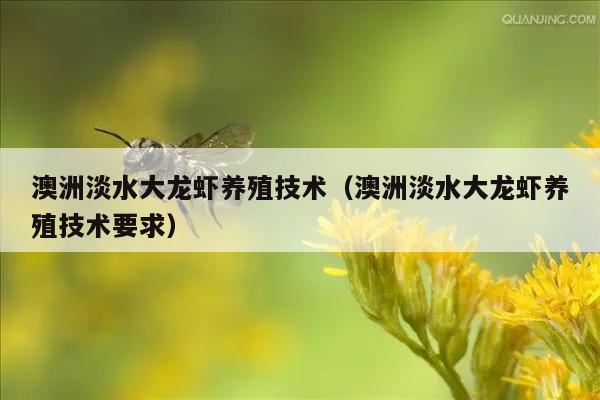 澳洲淡水大龙虾养殖技术（澳洲淡水大龙虾养殖技术要求）