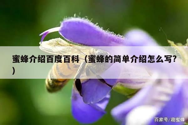 蜜蜂介绍百度百科（蜜蜂的简单介绍怎么写?）