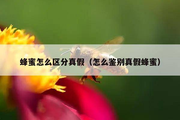 蜂蜜怎么区分真假（怎么鉴别真假蜂蜜）