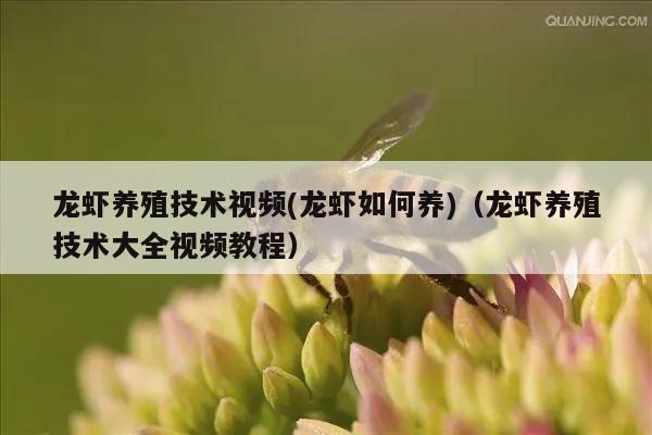 龙虾养殖技术视频(龙虾如何养)（龙虾养殖技术大全视频教程）