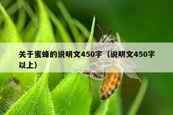 关于蜜蜂的说明文450字（说明文450字以上）