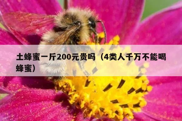 土蜂蜜一斤200元贵吗（4类人千万不能喝蜂蜜）