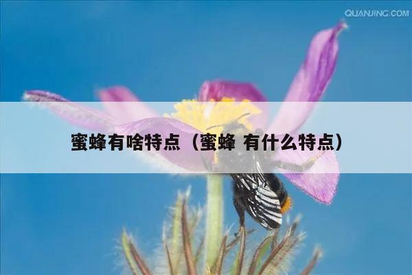 蜜蜂有啥特点（蜜蜂 有什么特点）