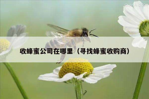 收蜂蜜公司在哪里（寻找蜂蜜收购商）