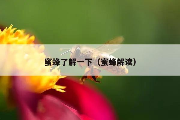 蜜蜂了解一下（蜜蜂解读）