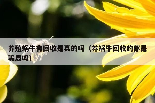 养殖蜗牛有回收是真的吗（养蜗牛回收的都是骗局吗）