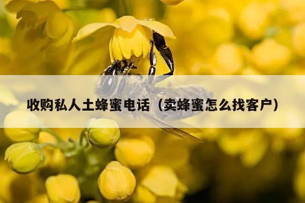 收购私人土蜂蜜电话（卖蜂蜜怎么找客户）