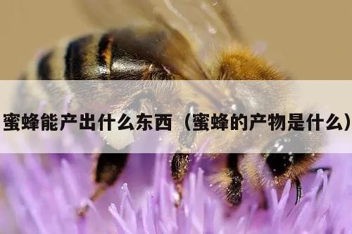 蜜蜂能产出什么东西（蜜蜂的产物是什么）