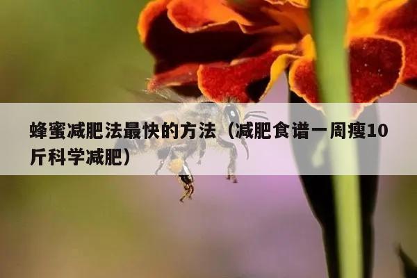 蜂蜜减肥法最快的方法（减肥食谱一周瘦10斤科学减肥）