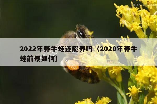 2022年养牛蛙还能养吗（2020年养牛蛙前景如何）