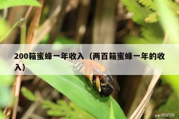 200箱蜜蜂一年收入（两百箱蜜蜂一年的收入）