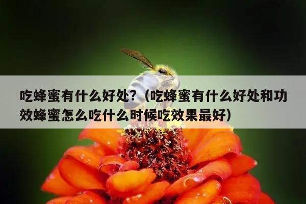 吃蜂蜜有什么好处?（吃蜂蜜有什么好处和功效蜂蜜怎么吃什么时候吃效果最好）