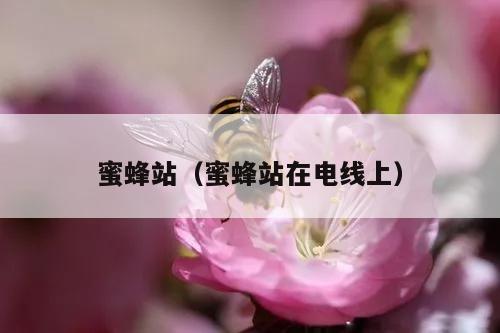 蜜蜂站（蜜蜂站在电线上）