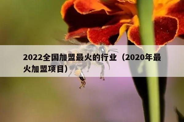 2022全国加盟最火的行业（2020年最火加盟项目）