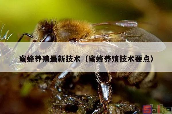 蜜蜂养殖最新技术（蜜蜂养殖技术要点）