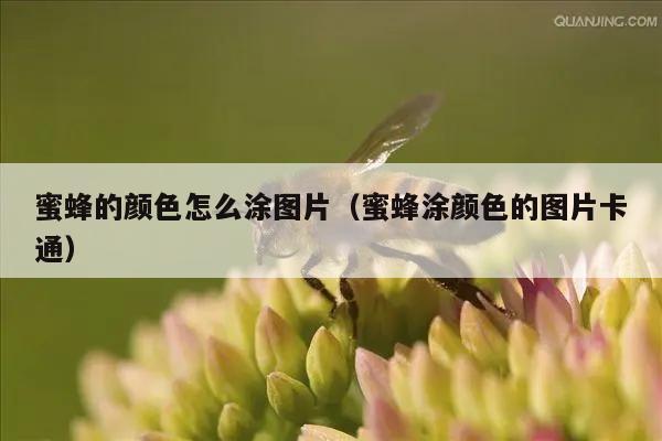 蜜蜂的颜色怎么涂图片（蜜蜂涂颜色的图片卡通）