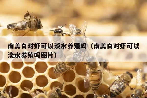 南美白对虾可以淡水养殖吗（南美白对虾可以淡水养殖吗图片）