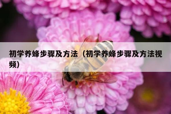 初学养蜂步骤及方法（初学养蜂步骤及方法视频）