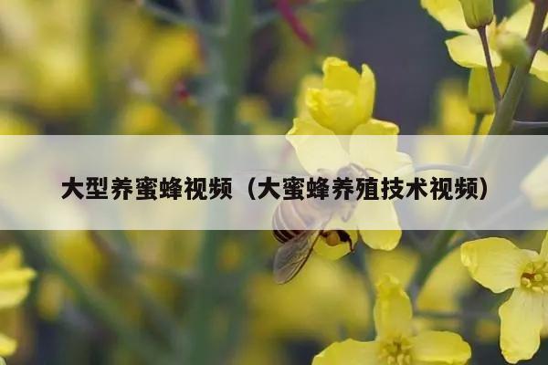 大型养蜜蜂视频（大蜜蜂养殖技术视频）