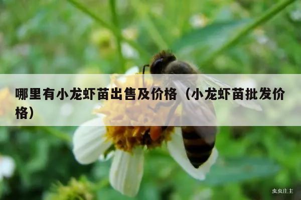 哪里有小龙虾苗出售及价格（小龙虾苗批发价格）