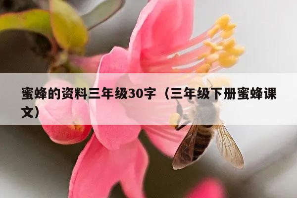 蜜蜂的资料三年级30字（三年级下册蜜蜂课文）