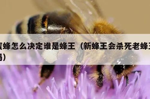 蜜蜂怎么决定谁是蜂王（新蜂王会杀死老蜂王吗）