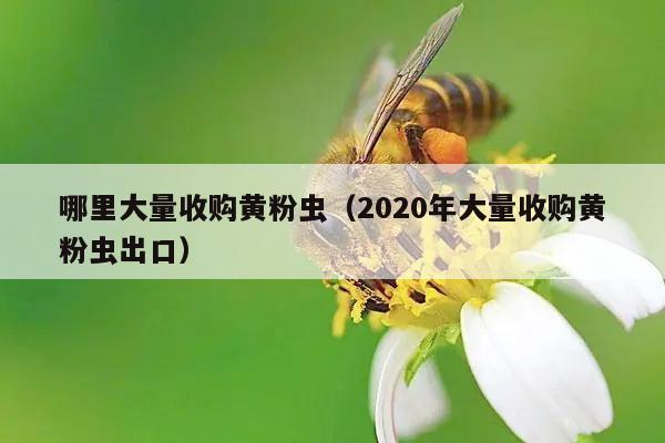 哪里大量收购黄粉虫（2020年大量收购黄粉虫出口）