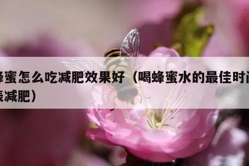 蜂蜜怎么吃减肥效果好（喝蜂蜜水的最佳时间表减肥）