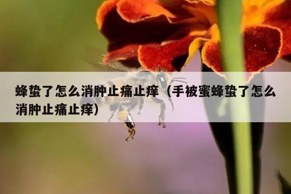 蜂蛰了怎么消肿止痛止痒（手被蜜蜂蛰了怎么消肿止痛止痒）