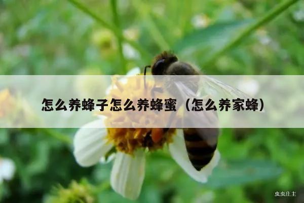 怎么养蜂子怎么养蜂蜜（怎么养家蜂）