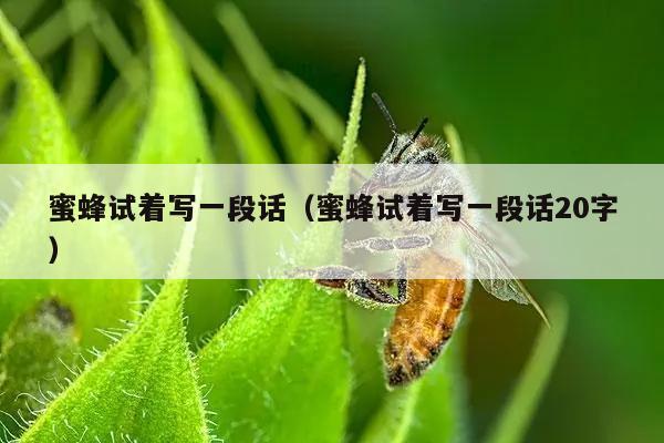 蜜蜂试着写一段话（蜜蜂试着写一段话20字）