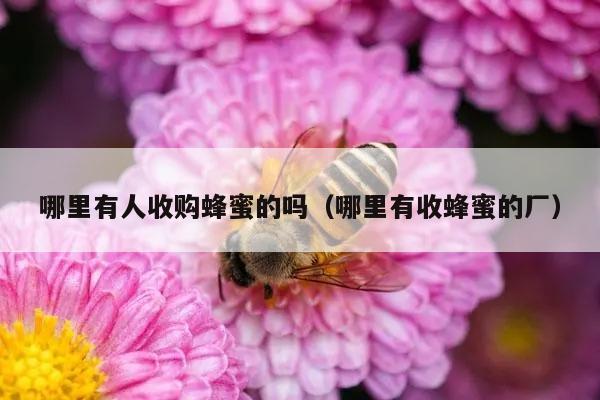 哪里有人收购蜂蜜的吗（哪里有收蜂蜜的厂）