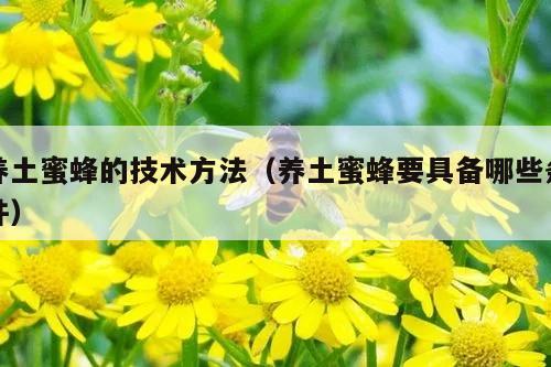 养土蜜蜂的技术方法（养土蜜蜂要具备哪些条件）