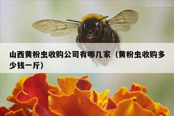 山西黄粉虫收购公司有哪几家（黄粉虫收购多少钱一斤）