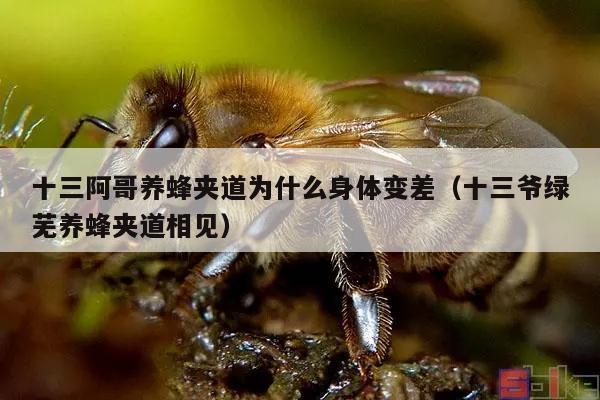 十三阿哥养蜂夹道为什么身体变差（十三爷绿芜养蜂夹道相见）